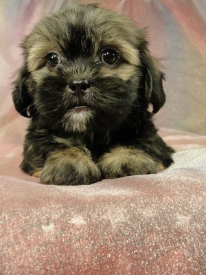Female Lhasa Bichon pup for sale Ready July 2012